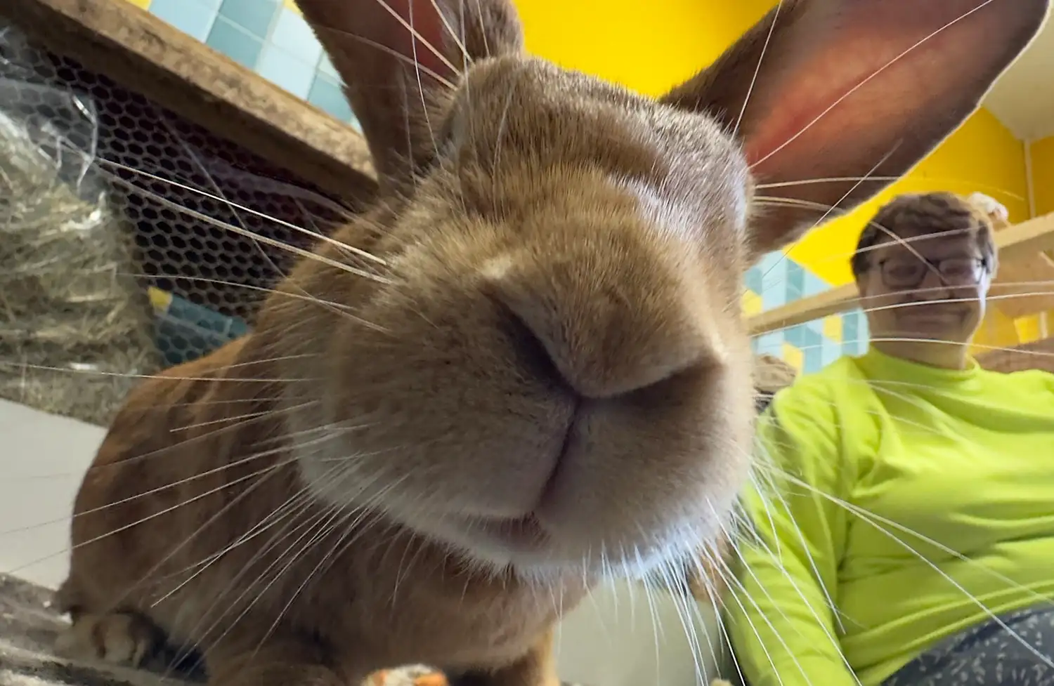 Tierpension Hase Nahaufnahme_11zon
