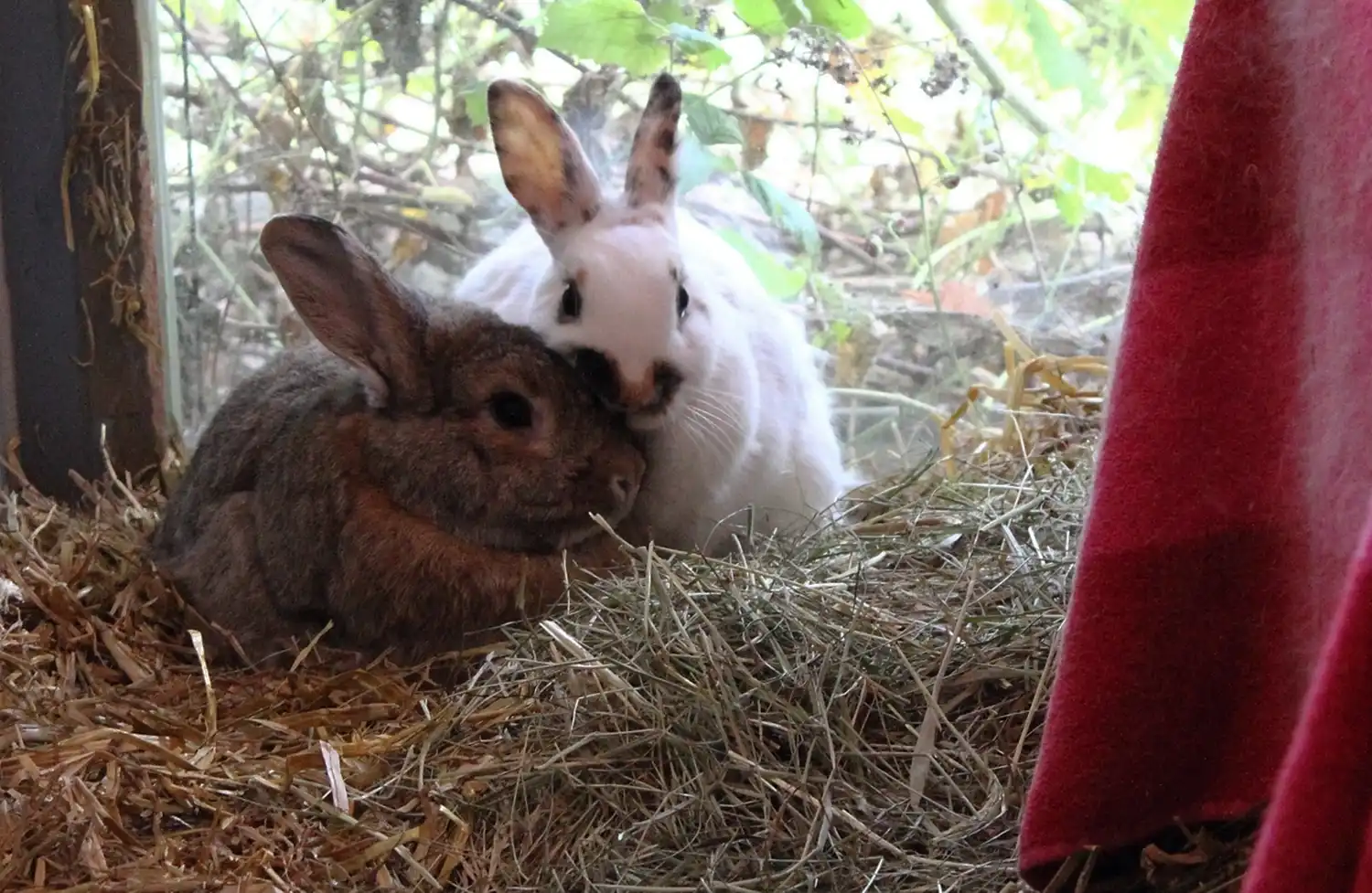 Tierpension Hasen_11zon