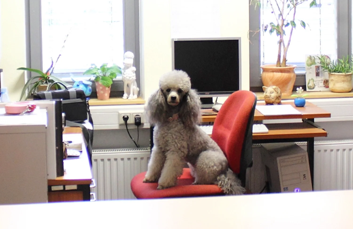 Tierpension Hund im Büro (1)
